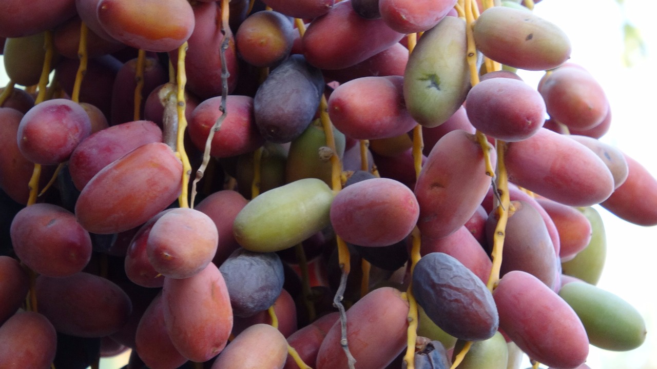 ���� ����ɡ ��� ���� ���� �� ������ ���� �� ��������