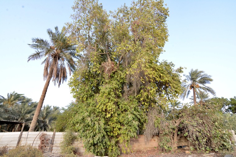 ثمرة الزاملي