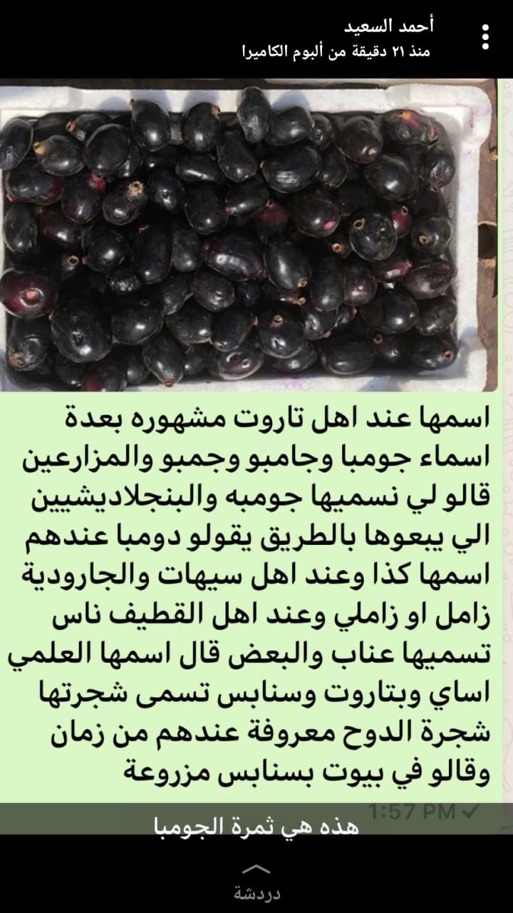 ثمرة الجومبا أو الزامل